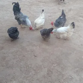 Guzlap duran towuklar