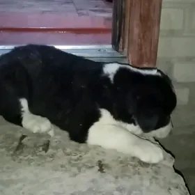 Алабай гужук