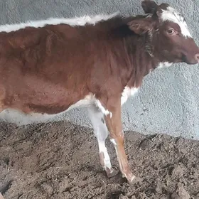 Sygyr ve gulajyn mal