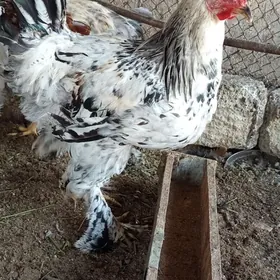 brama ve Balgat horaz