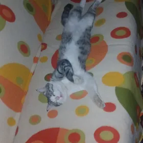 satlik daça gisagli