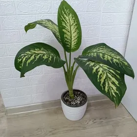 ДИФФЕНБАХИЯ