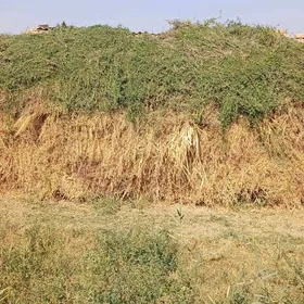 ot ýorunja arassaja