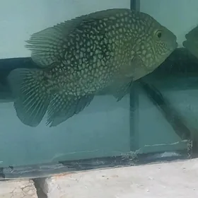 Цихлазома брилилантовая