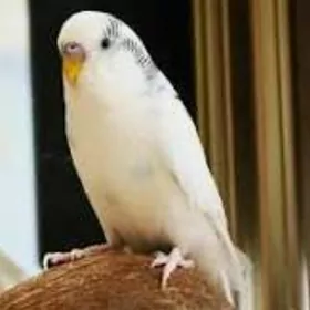 волнистые попугаи