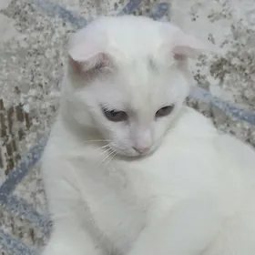 вислaухо vislauha pisik