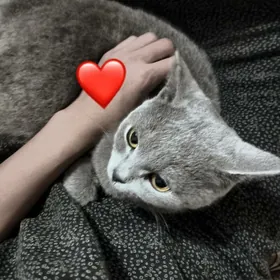 paroda pişikk akyllyja