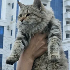 Дом для Аси