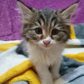 КОТЁНОК 3 мес