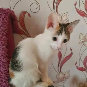 Котенок 4 мес