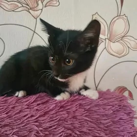 Котенок 4 мес