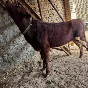 симентал окиз