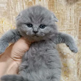 Шотландские котята