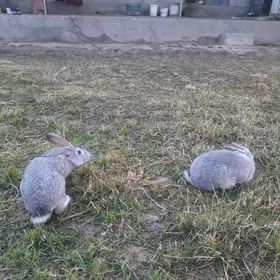 великан еркек и ургачы