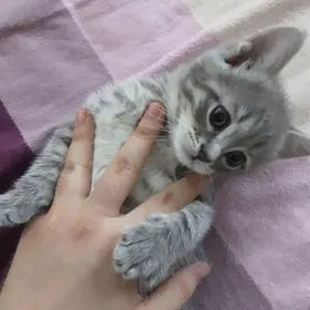 ШОТЛАН ПИЩИК