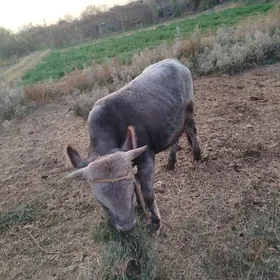 okuzler bile satylya