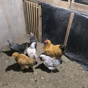 palwi brama horaz yasajyk