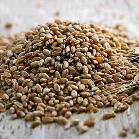 Tyrtykal bugday mal ucin arpa