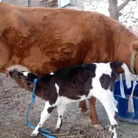 таналы сыгыр