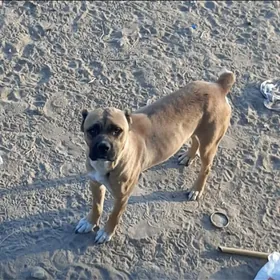 kani korsa paroda it