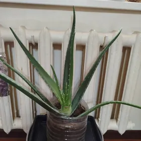 aloe leçebnyý