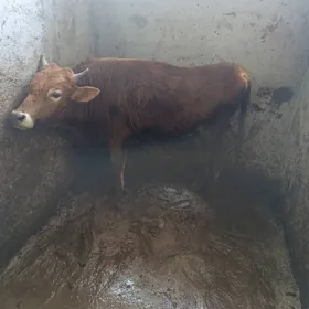 Öküz bakyda duran gyssagly