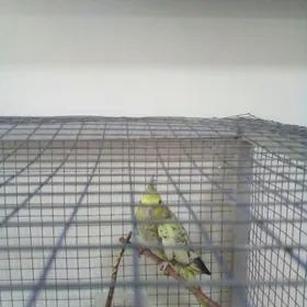 попугай  КАРЕЛЛА