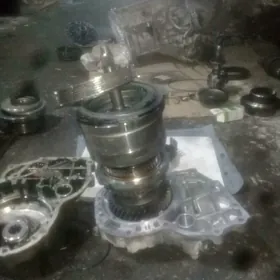 Tayota urynan we basgalar