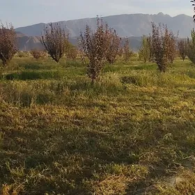 Ekin yer yangala obasy