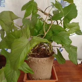 Сингониум большой