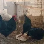 jerski жерски хораз