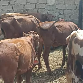 öküzçe tüwe öküz göle