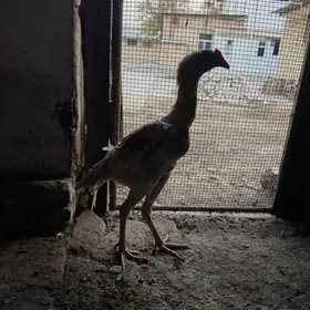 байец хораз