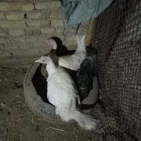 курк индук kurk