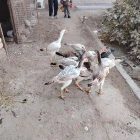 Baýsowyý mäki jüýjeler