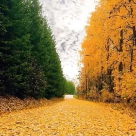 Oz masynynda woditel gerek