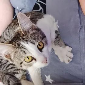 котёнок в добрые руки.