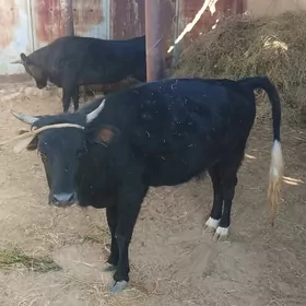 etlik ýaş sygyr semiz