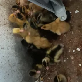 gak  gak ördek jüje