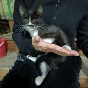 котята девочки