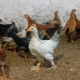 4  Aylyk towyk juyje balakly.