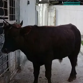 Bakylan beyik öküz