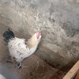 месный хоразлар