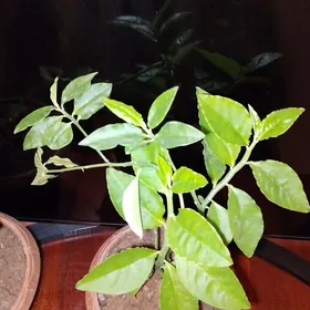 Денежны дерево