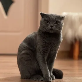 Кот шотландец