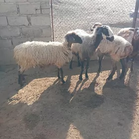 goyun yeri bugdayyly