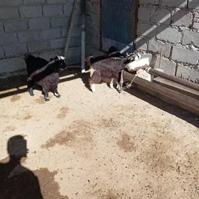 cevis yeri bugdayyly