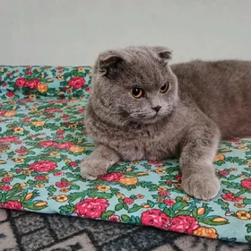 шотландская вислоухие