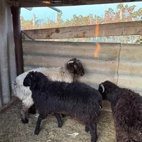 goyun, garakol issek