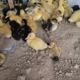 Ýaşylbaş ördek jüýje